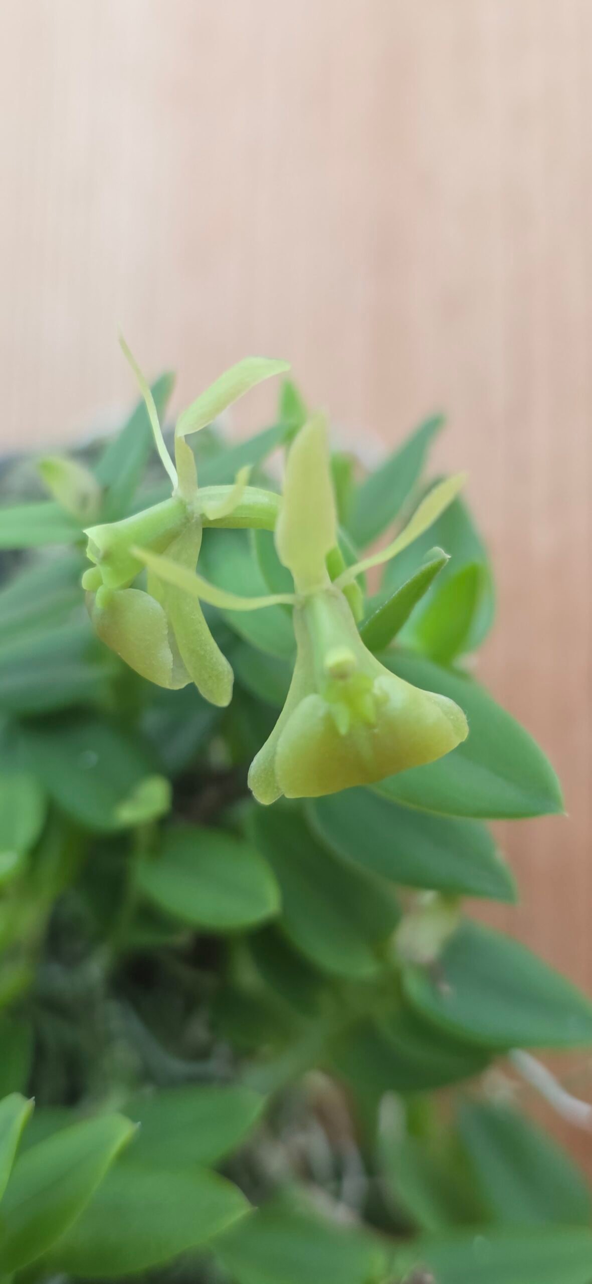 Epidendrum porpax var. Alba - Image 2