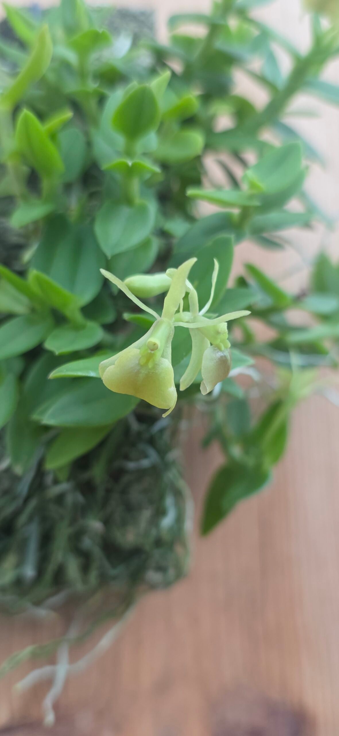 Epidendrum porpax var. Alba - Image 4