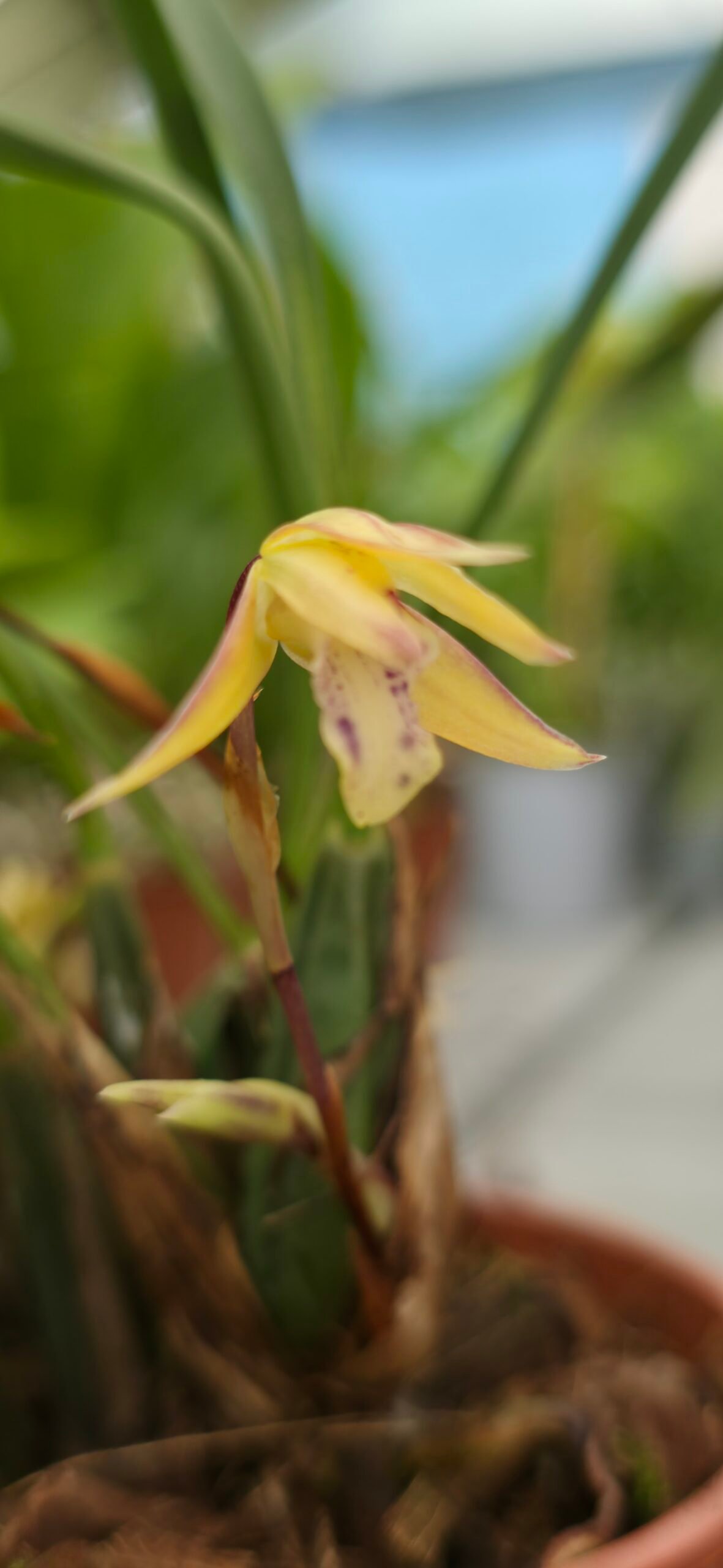 Maxillaria cerifera – Image 4