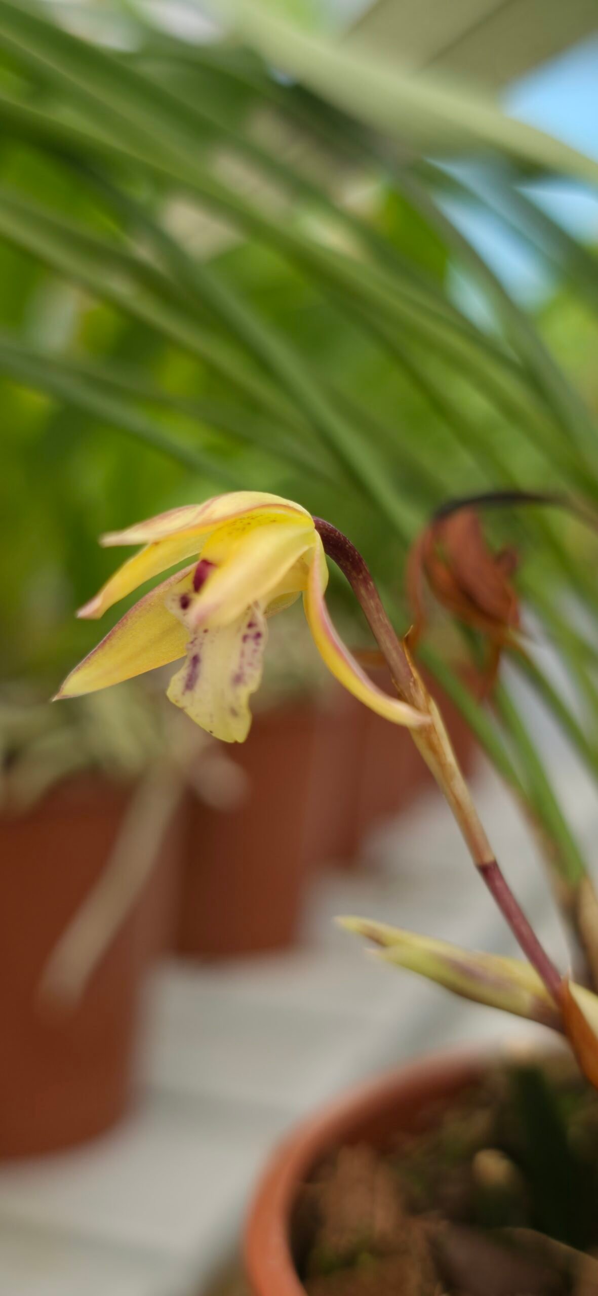 Maxillaria cerifera – Image 3