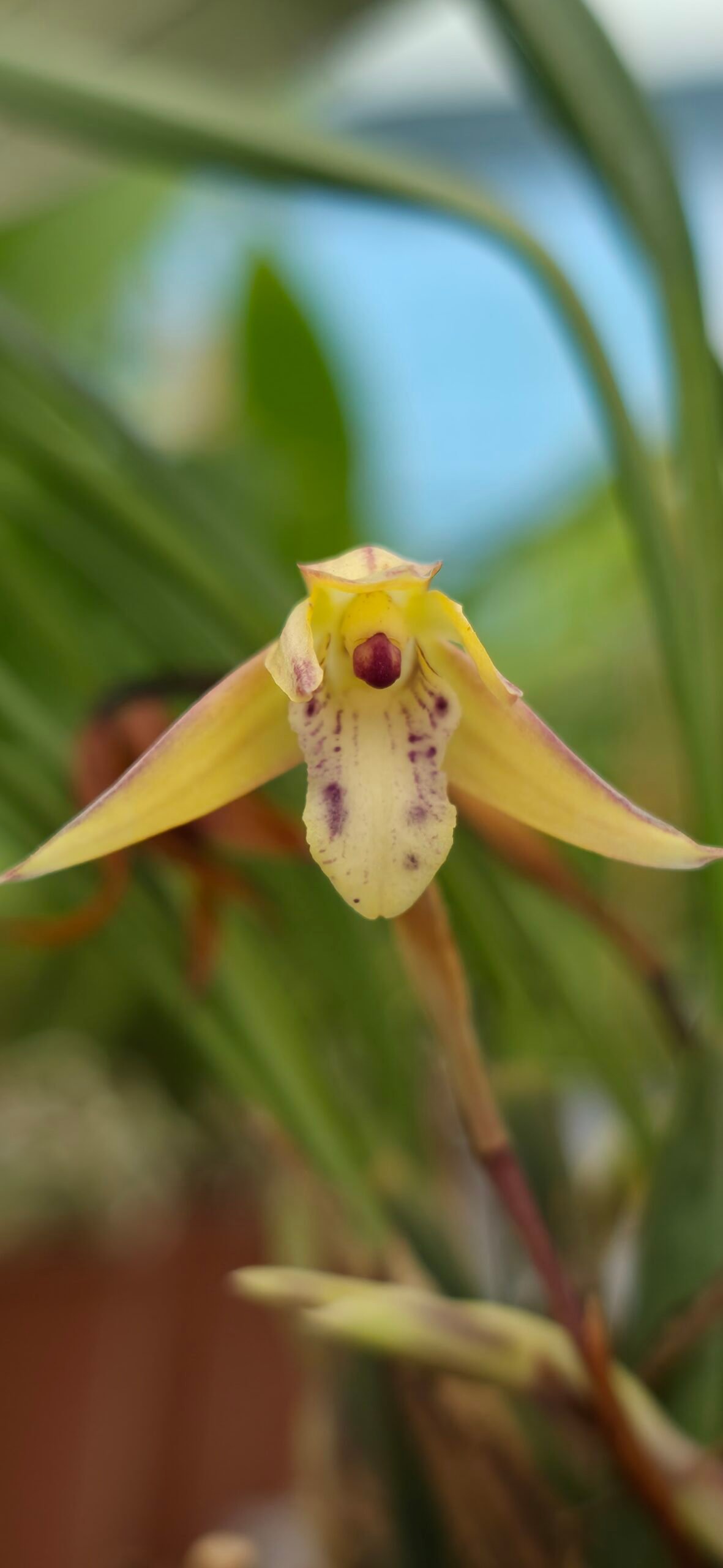 Maxillaria cerifera – Image 2