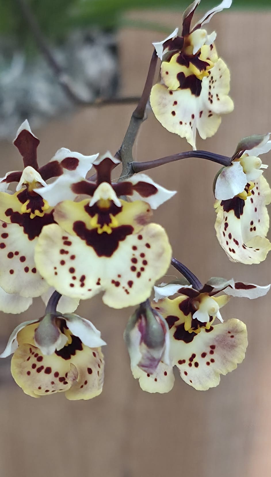 Orquídea miniatura Tolumnia Jairak Flyer Ladybug em floração intensa