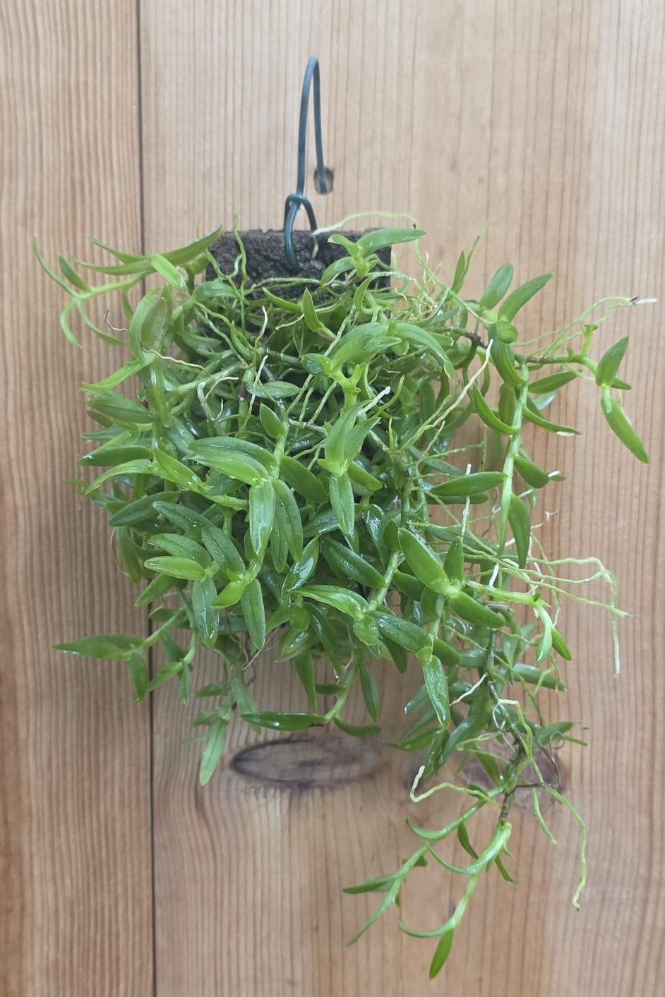 Epidendrum porpax – Image 3