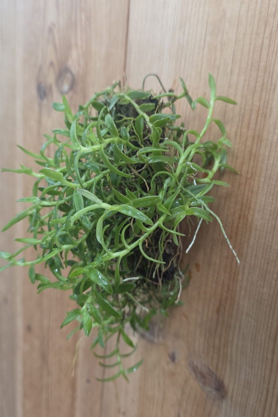 Epidendrum porpax – Image 2