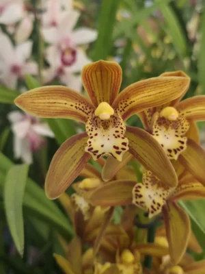 Orquídea Cymbidium Kusuda Poei com hastes florais em floração