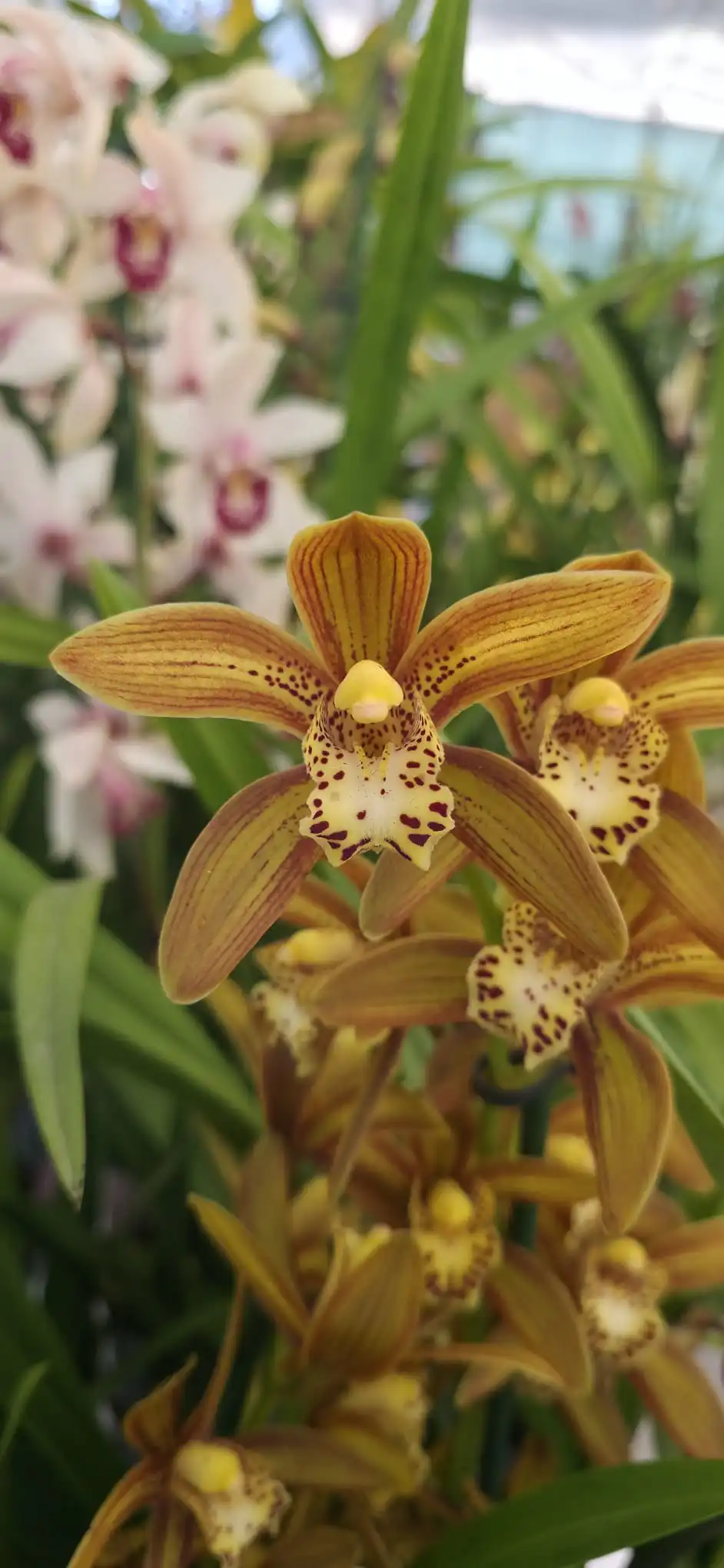 Orquídea Cymbidium Kusuda Poei com hastes florais em floração