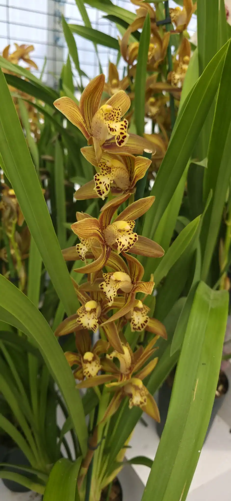 Cymbidium Kusuda Poei – Image 2