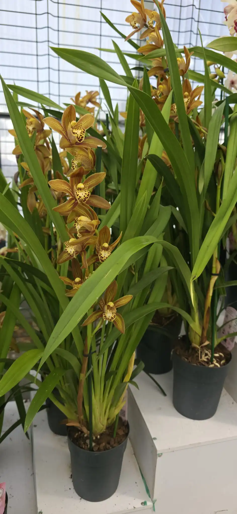Cymbidium Kusuda Poei – Image 3