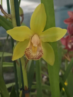 Orquídea Cymbidium Midi Lovely Sue com flores compactas em floração