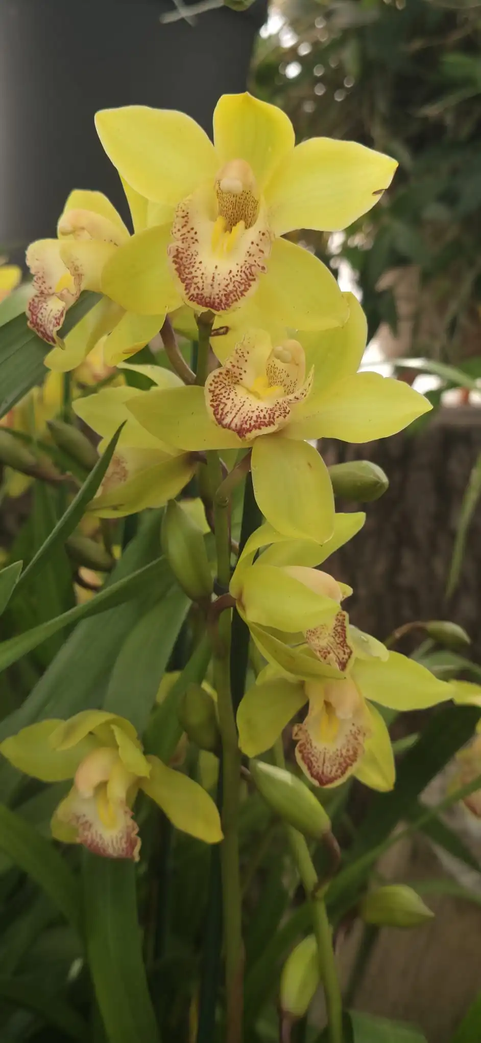 Cymbidium Midi Lovely Sue - Image 2
