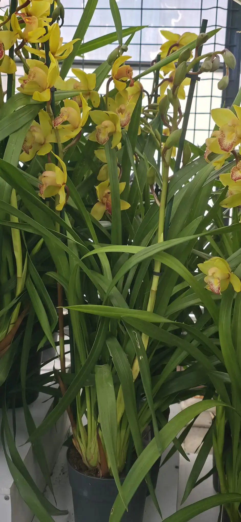 Cymbidium Midi Lovely Sue - Image 3