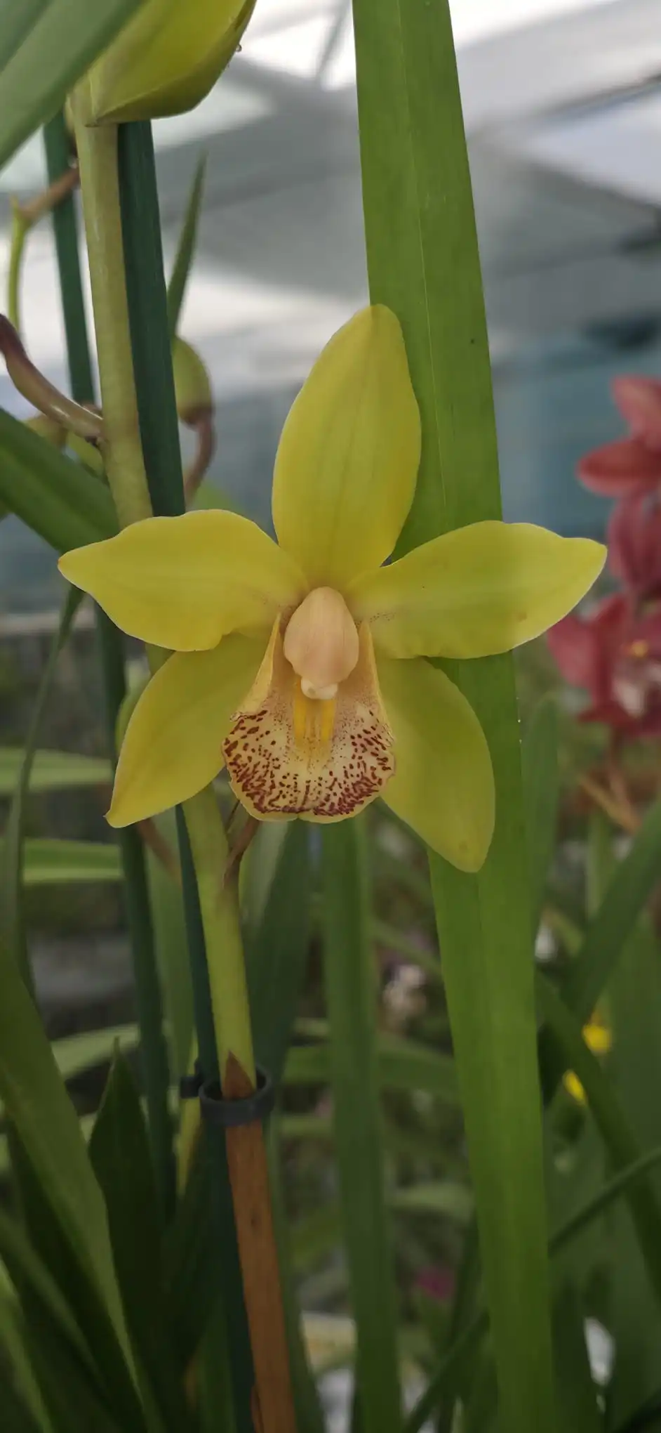 Orquídea Cymbidium Midi Lovely Sue com flores compactas em floração