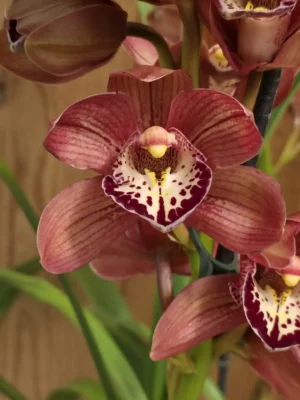 Orquídea Cymbidium Rood vermelha em floração