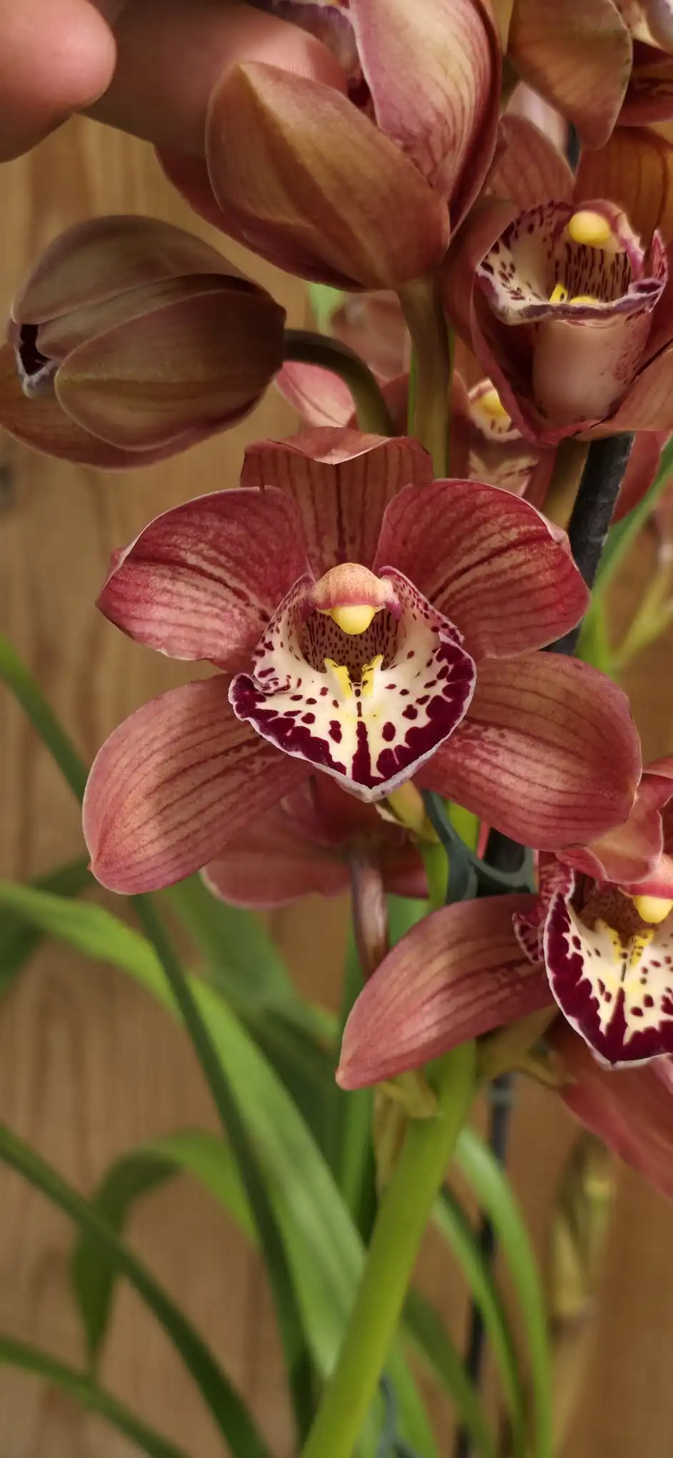 Orquídea Cymbidium Rood vermelha em floração