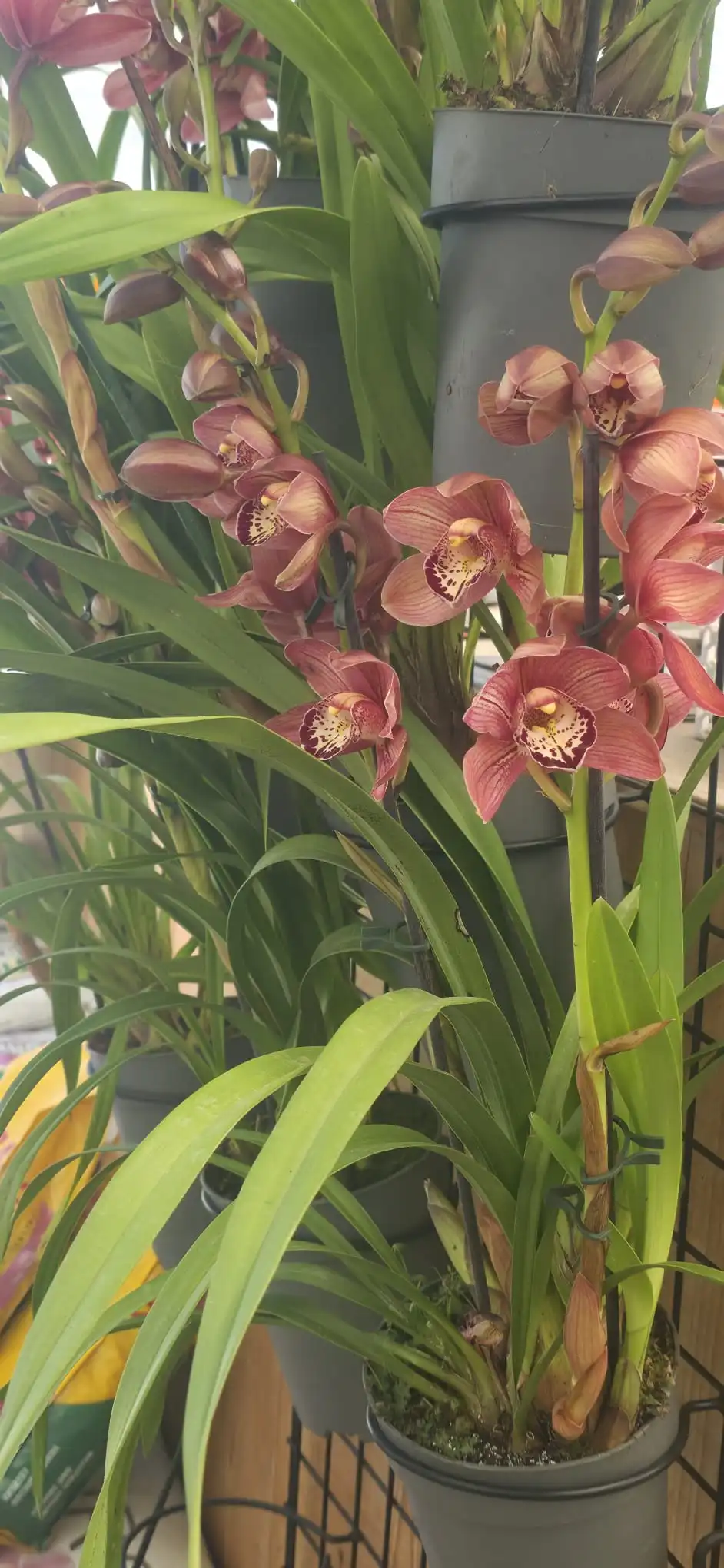 Cymbidium Rood - Image 2