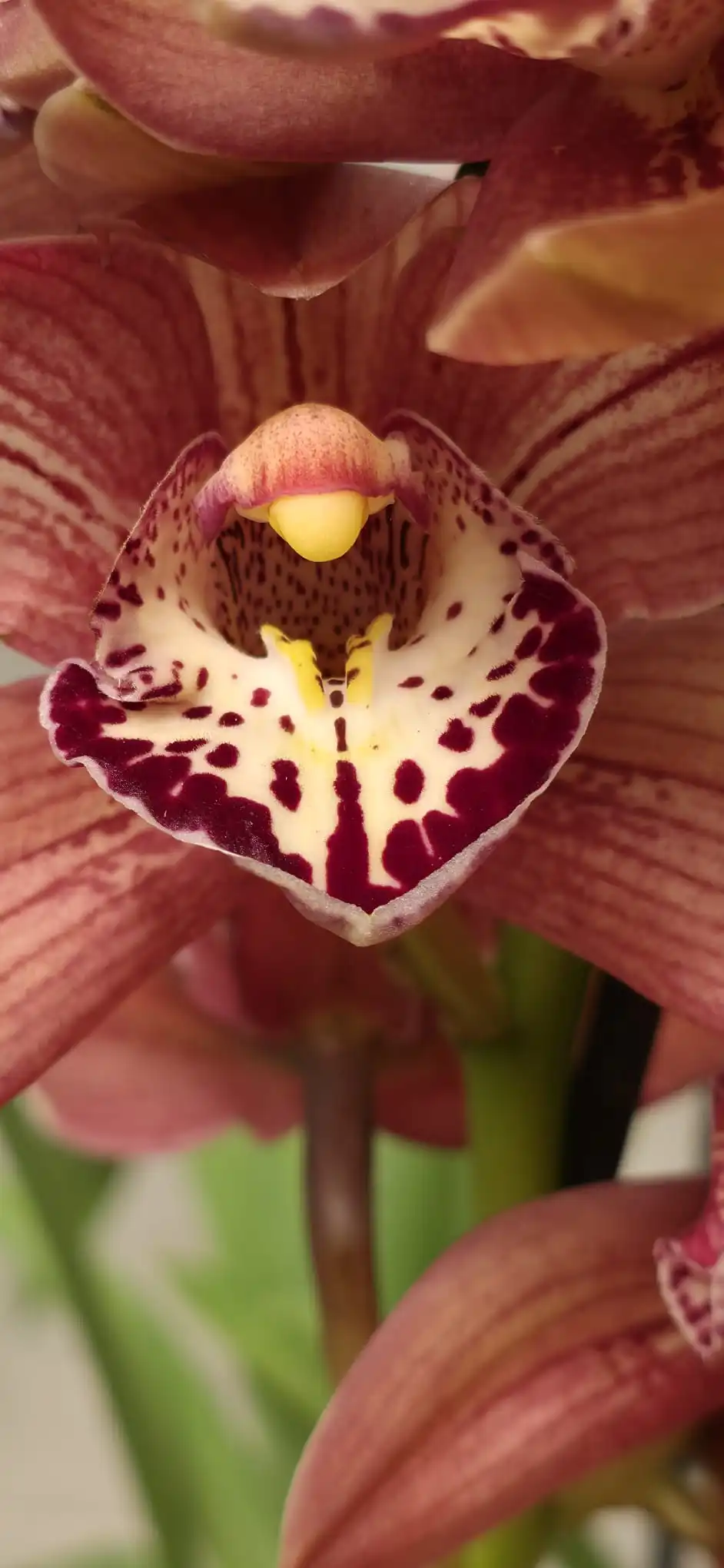 Cymbidium Rood - Image 3