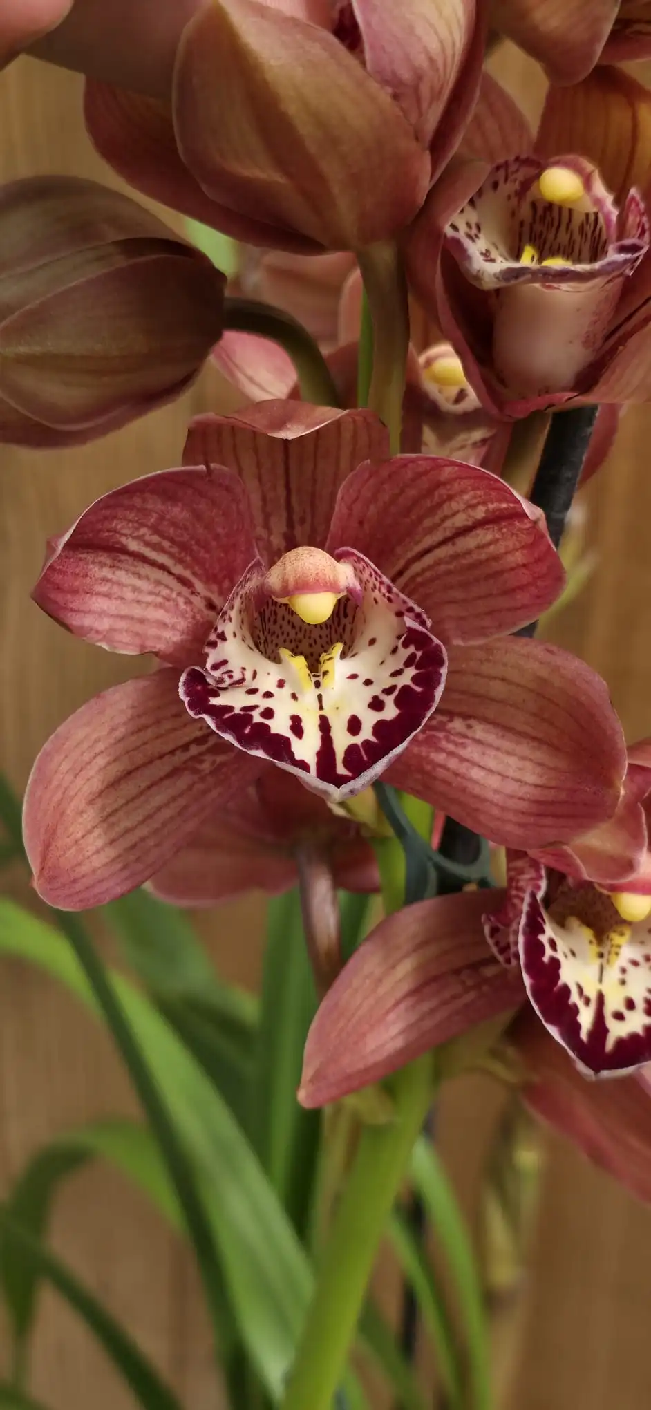 Cymbidium Rood - Image 4