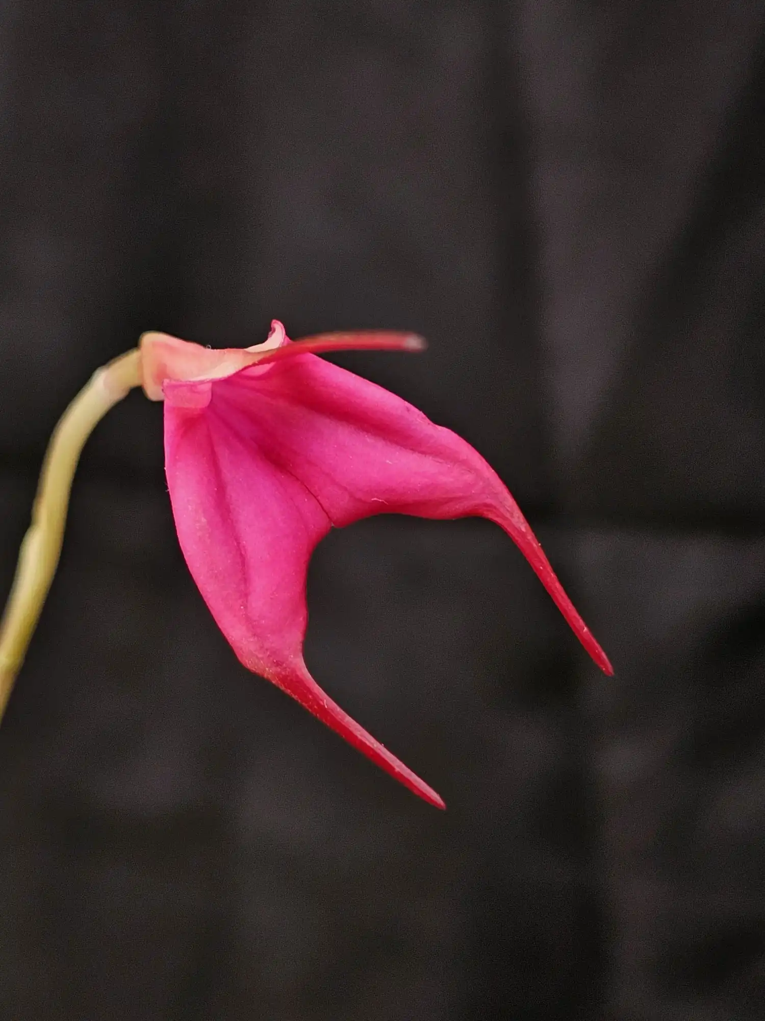 Masdevallia barleana - Image 3