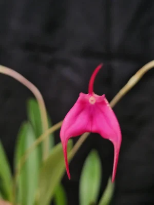 Mini-orquídea Masdevallia barleana com flores vermelho-escarlate