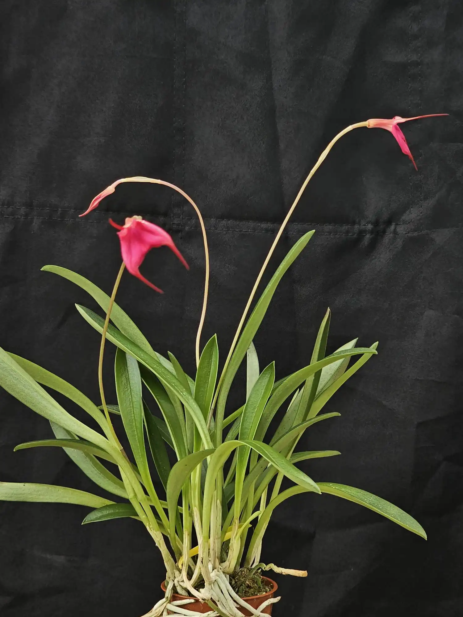 Masdevallia barleana - Image 4