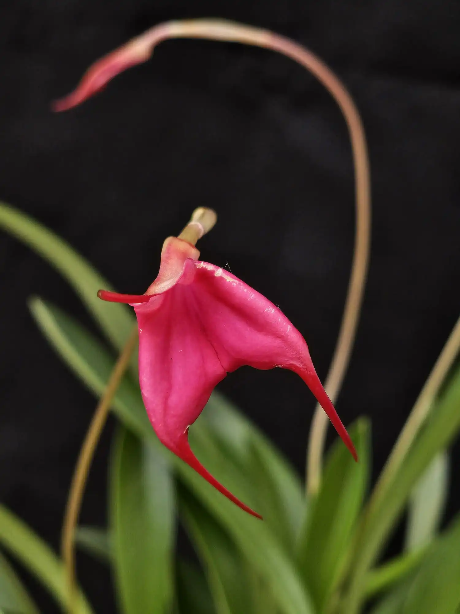 Masdevallia barleana - Image 2