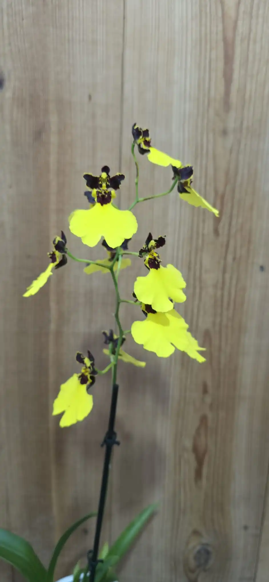 Oncidium varicosum Baldin - Image 4