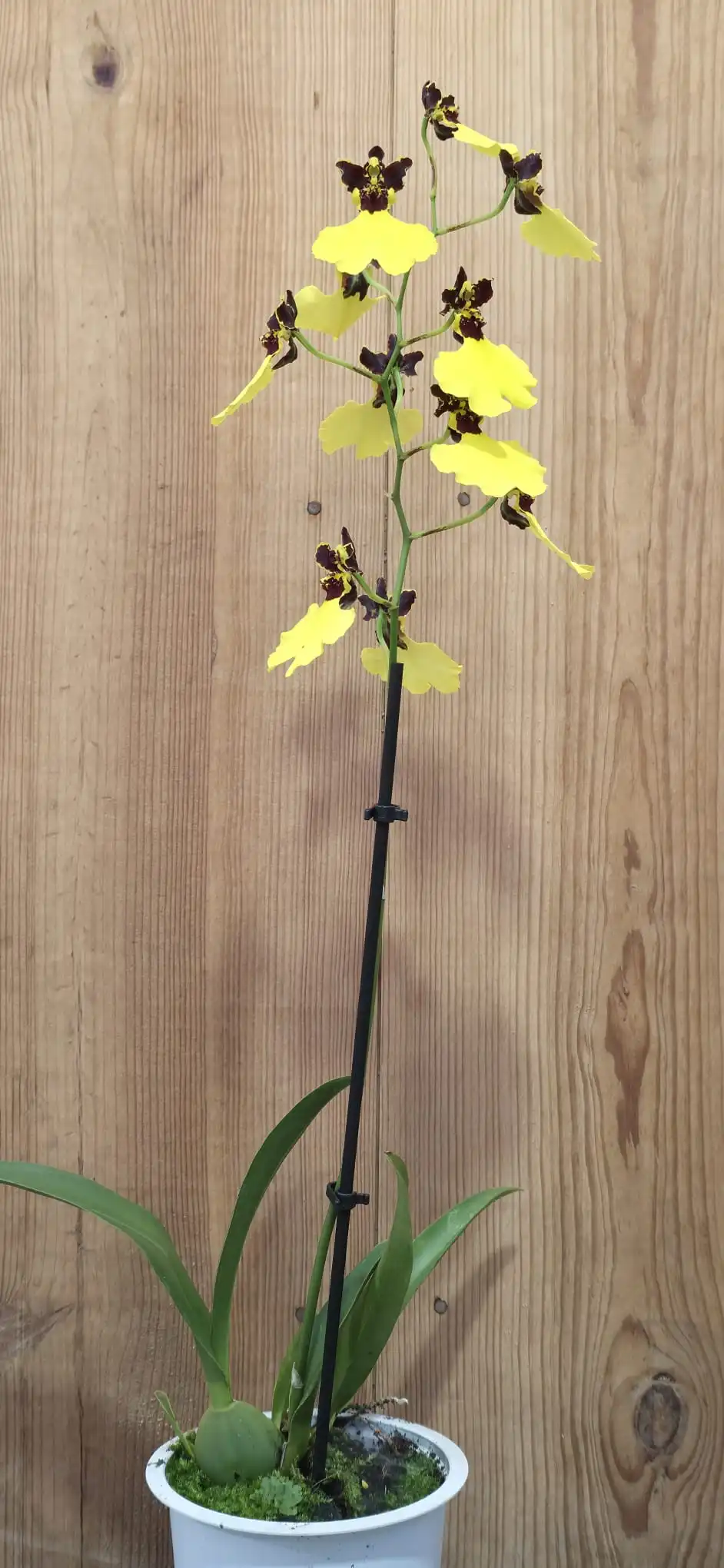 Oncidium varicosum Baldin - Image 3