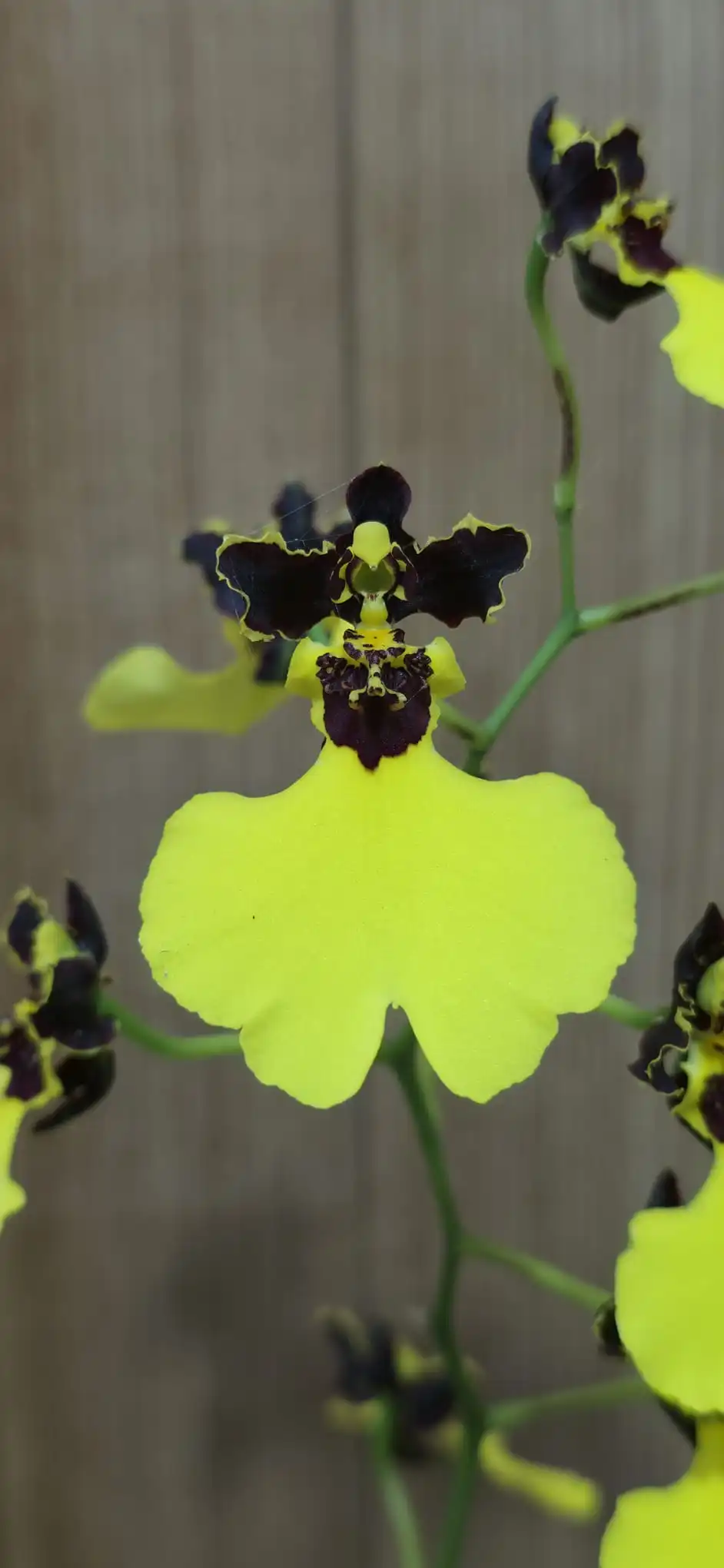 Oncidium varicosum Baldin - Image 2
