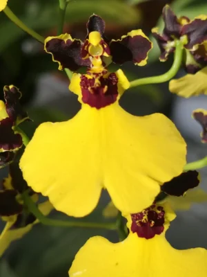Orquídea Oncidium varicosum Baldin Chuva de Ouro em floração