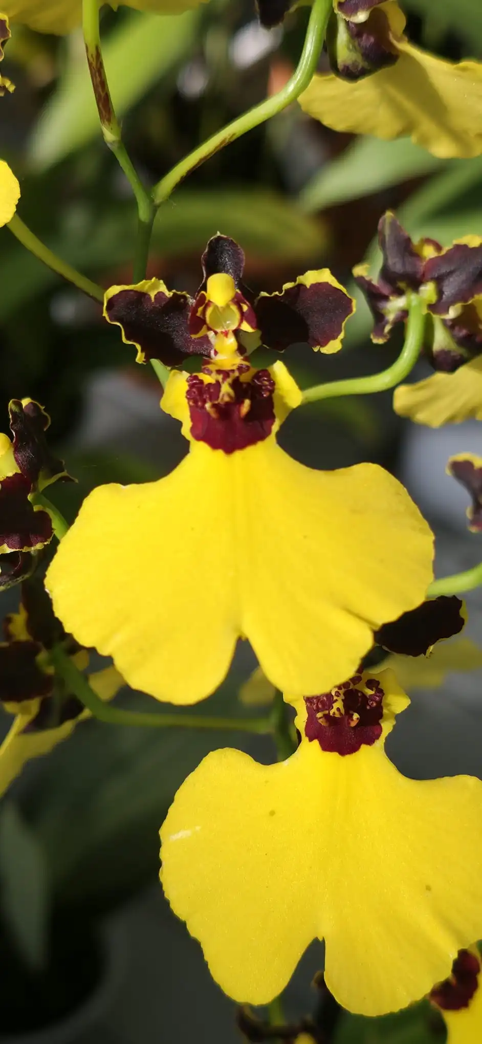 Orquídea Oncidium varicosum Baldin Chuva de Ouro em floração