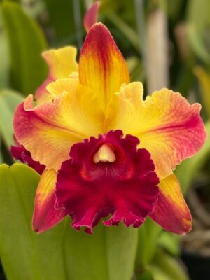 Blc Toshie Aoki Starburst em floração vibrante amarela com pontas vermelhas nas pétalas