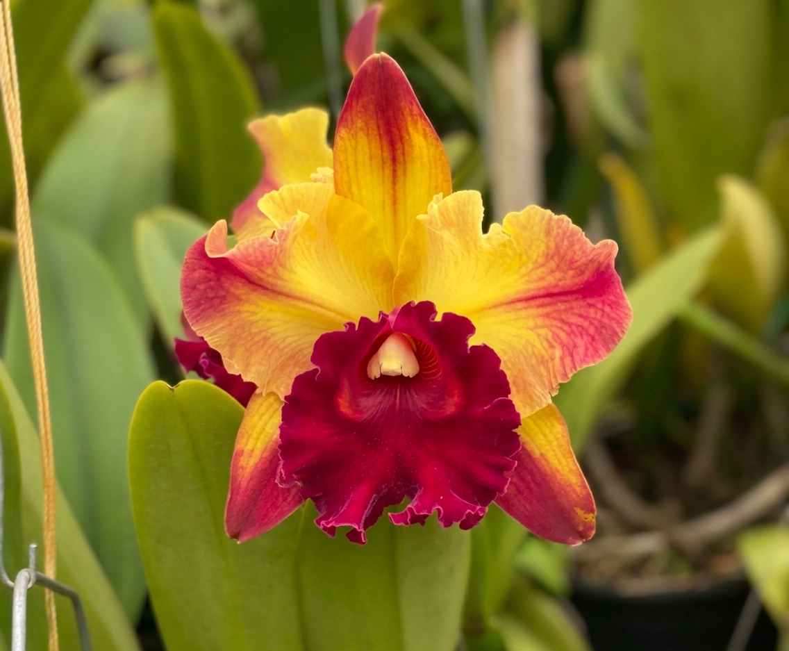 Blc Toshie Aoki Starburst em floração vibrante amarela com pontas vermelhas nas pétalas
