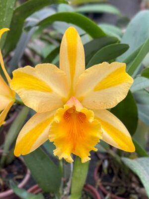 Blc. Gisele Bundchen em floração exuberante com pétalas amarelas vibrantes e labelo fúcsia contrastante