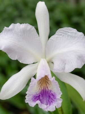 Cattleya labiata coerulea ardosia em floração com tons azul-cinza ardósia e labelo violeta