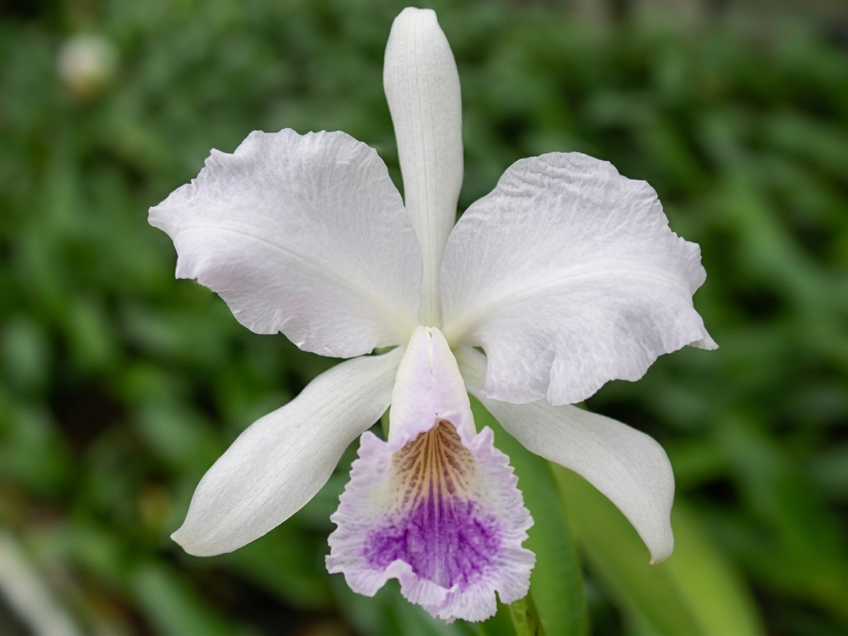 Cattleya labiata coerulea ardosia em floração com tons azul-cinza ardósia e labelo violeta