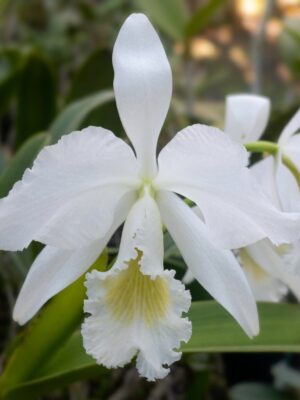 Cattleya labiata var. alba x self em floração nobre com pétalas brancas puras e garganta amarela
