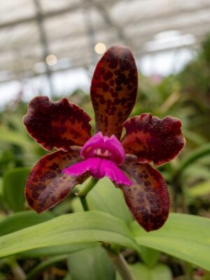 Cattleya leopoldii Chocolate Prince x Dark Prince em floração exuberante com pétalas castanho-chocolate e labelo magenta