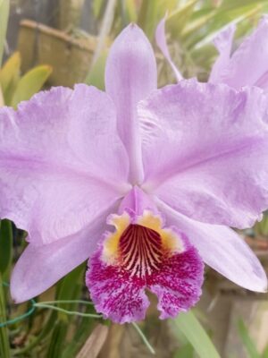 Cattleya lueddemanniana Tipo x Vinicolor com flor espetacular de tons intensos e labelo aveludado