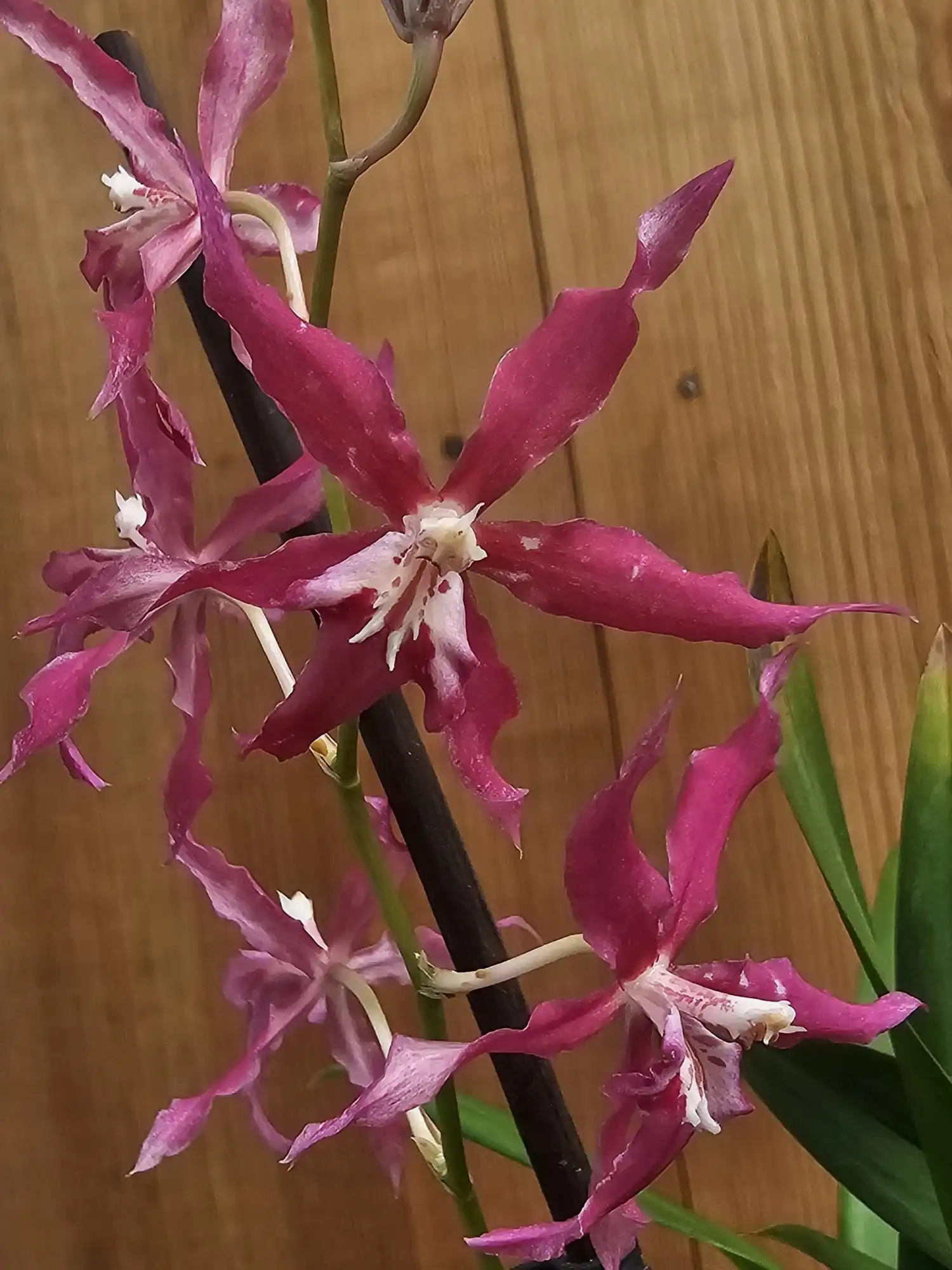 Orquídea Cochlioda vulcanica em floração com hastes arqueadas e flores de cor rosa-vibrante e carmim