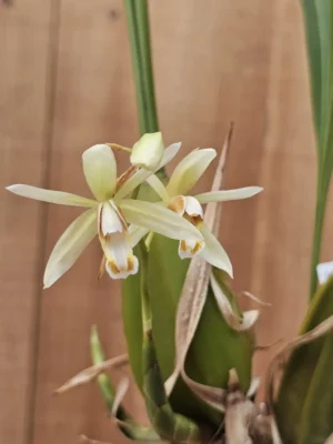 Orquídea Coelogyne graminifolia em floração com flores brancas