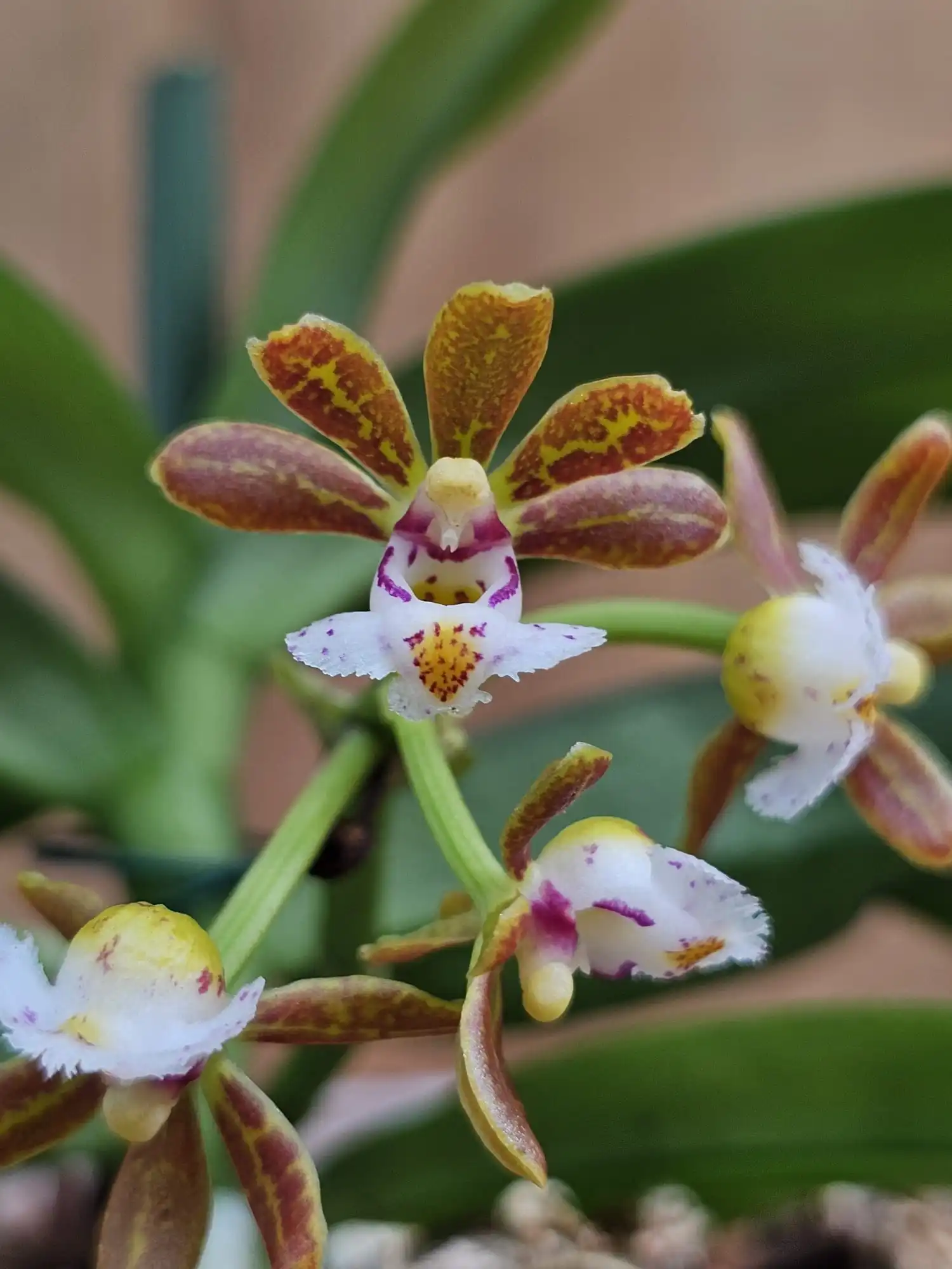 Gastrochilus acutifolius x obliquus - Image 2