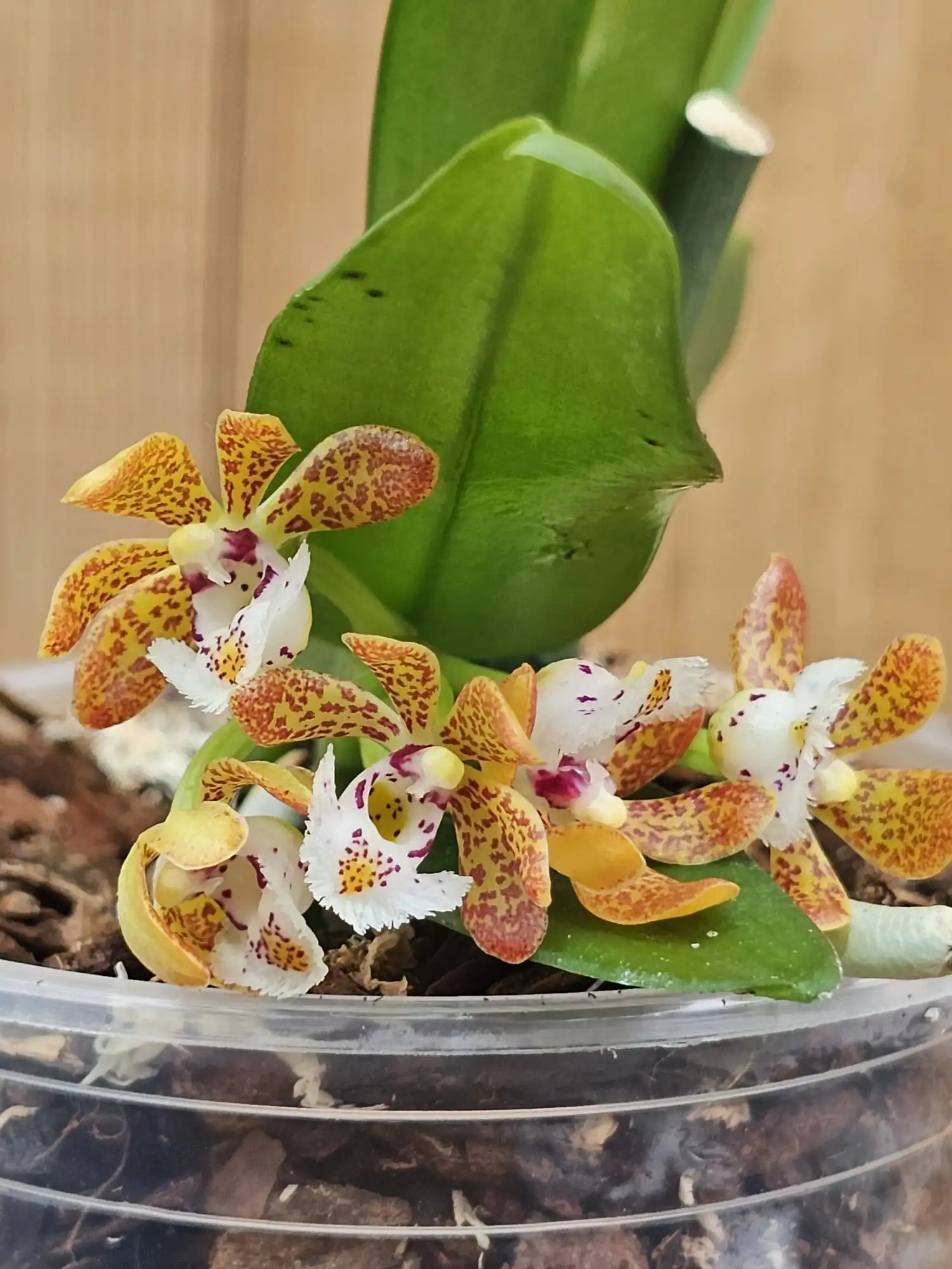 Gastrochilus acutifolius x obliquus - Image 4