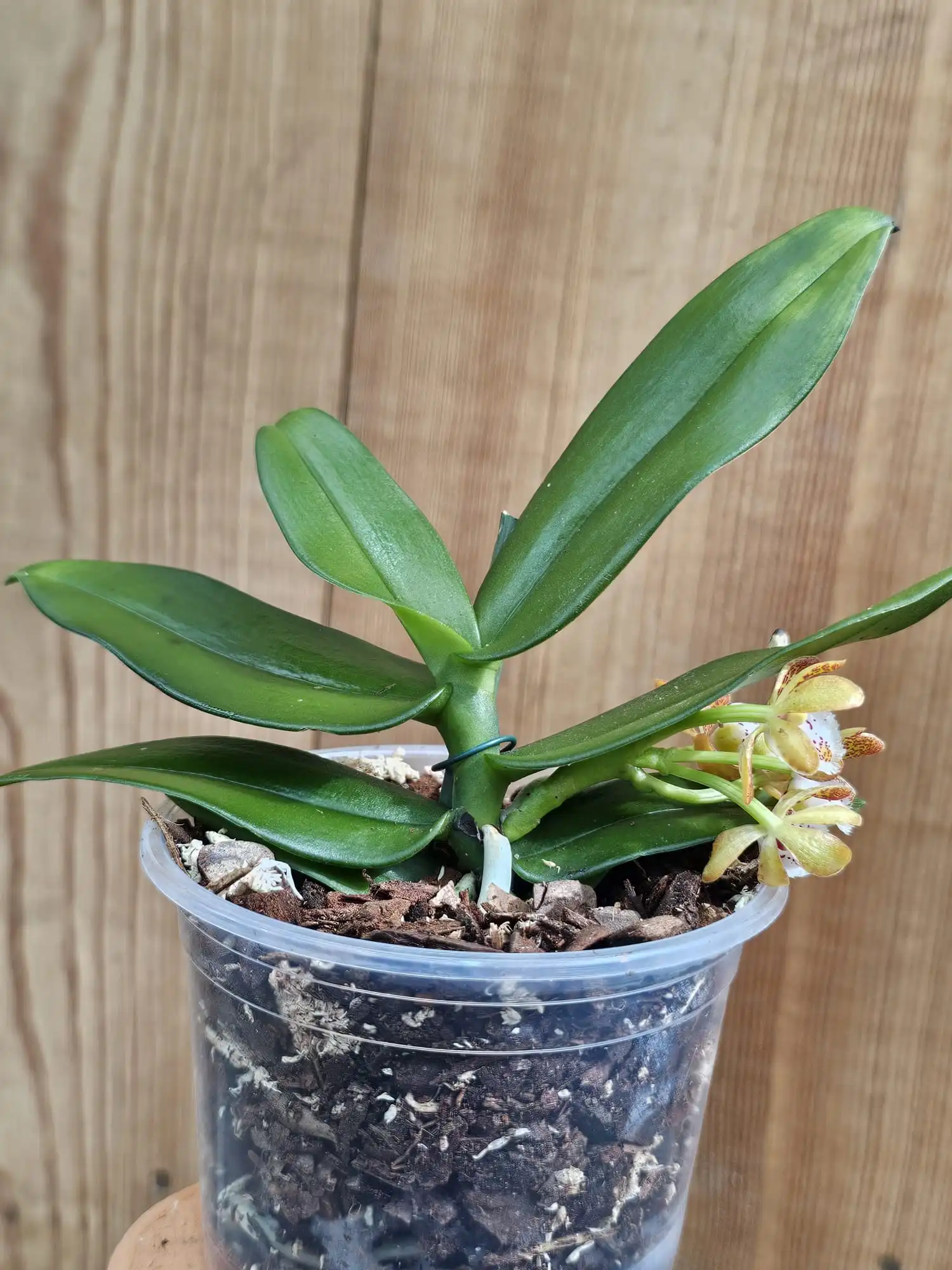 Gastrochilus acutifolius x obliquus - Image 3