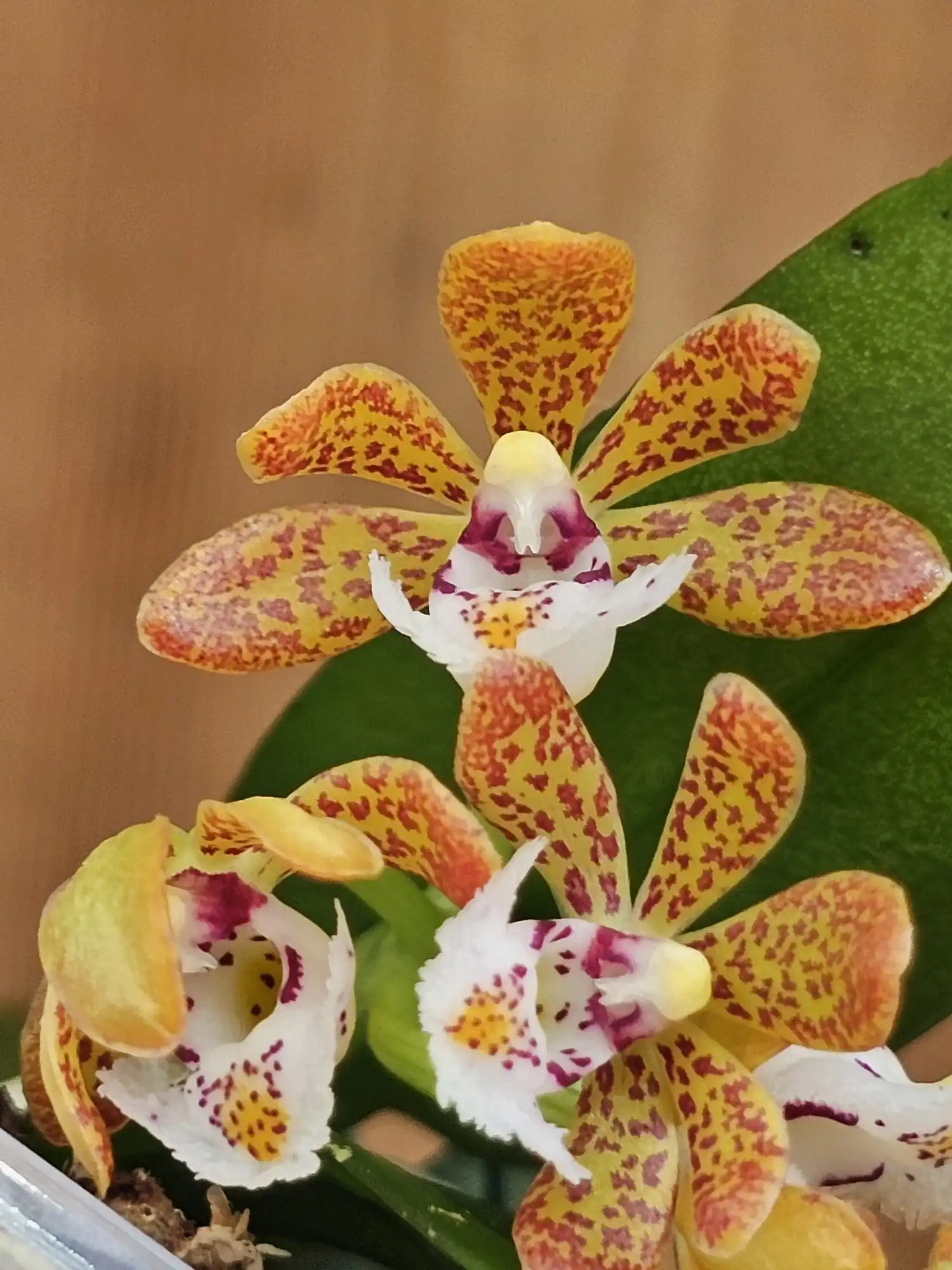 Orquídea miniatura Gastrochilus acutifolius x obliquus em floração com detalhes amarelos e pintas purpúreas