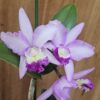 Cattlianthe Wendlandiana
