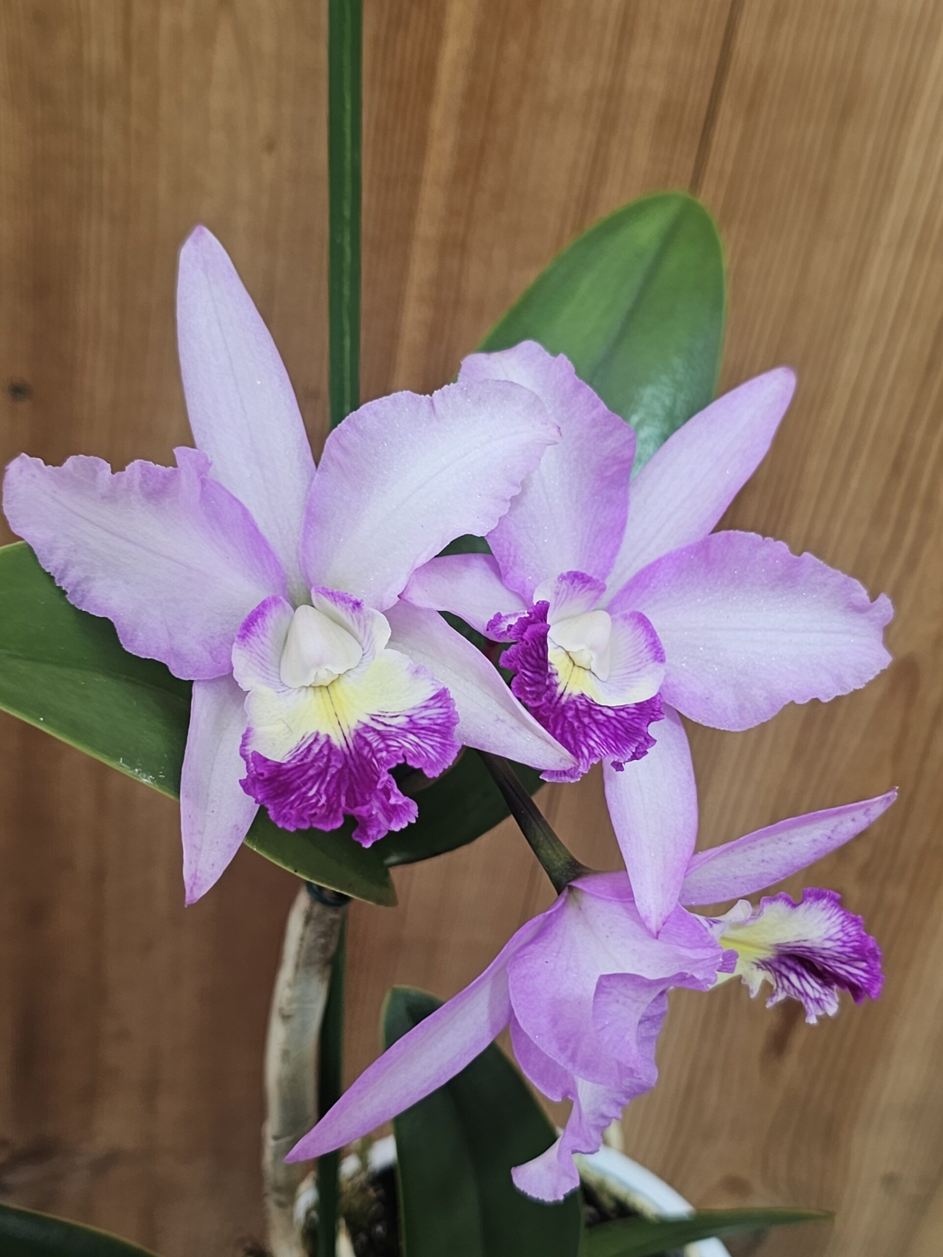 Cattlianthe Wendlandiana