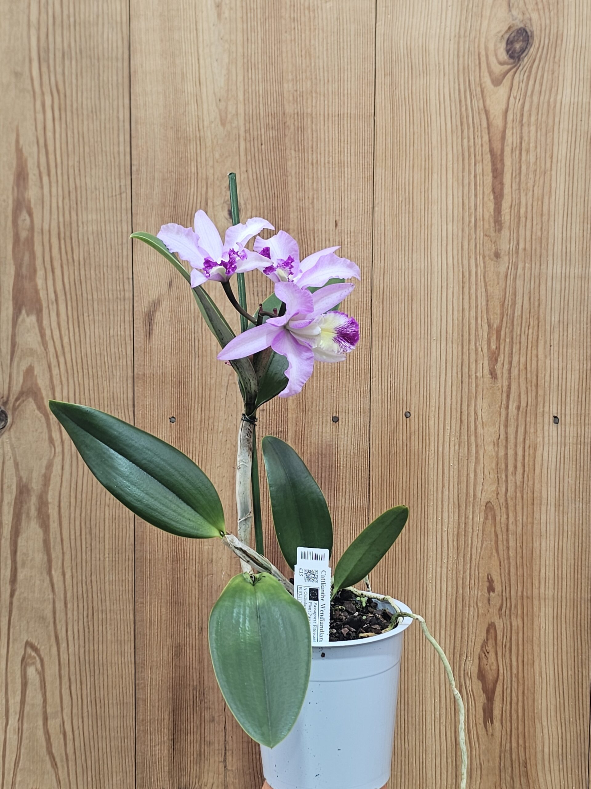 Cattlianthe Wendlandiana - Image 2