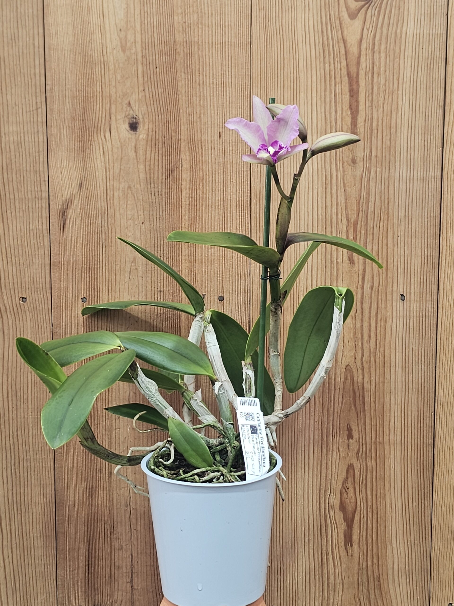 Cattlianthe Wendlandiana - Image 3