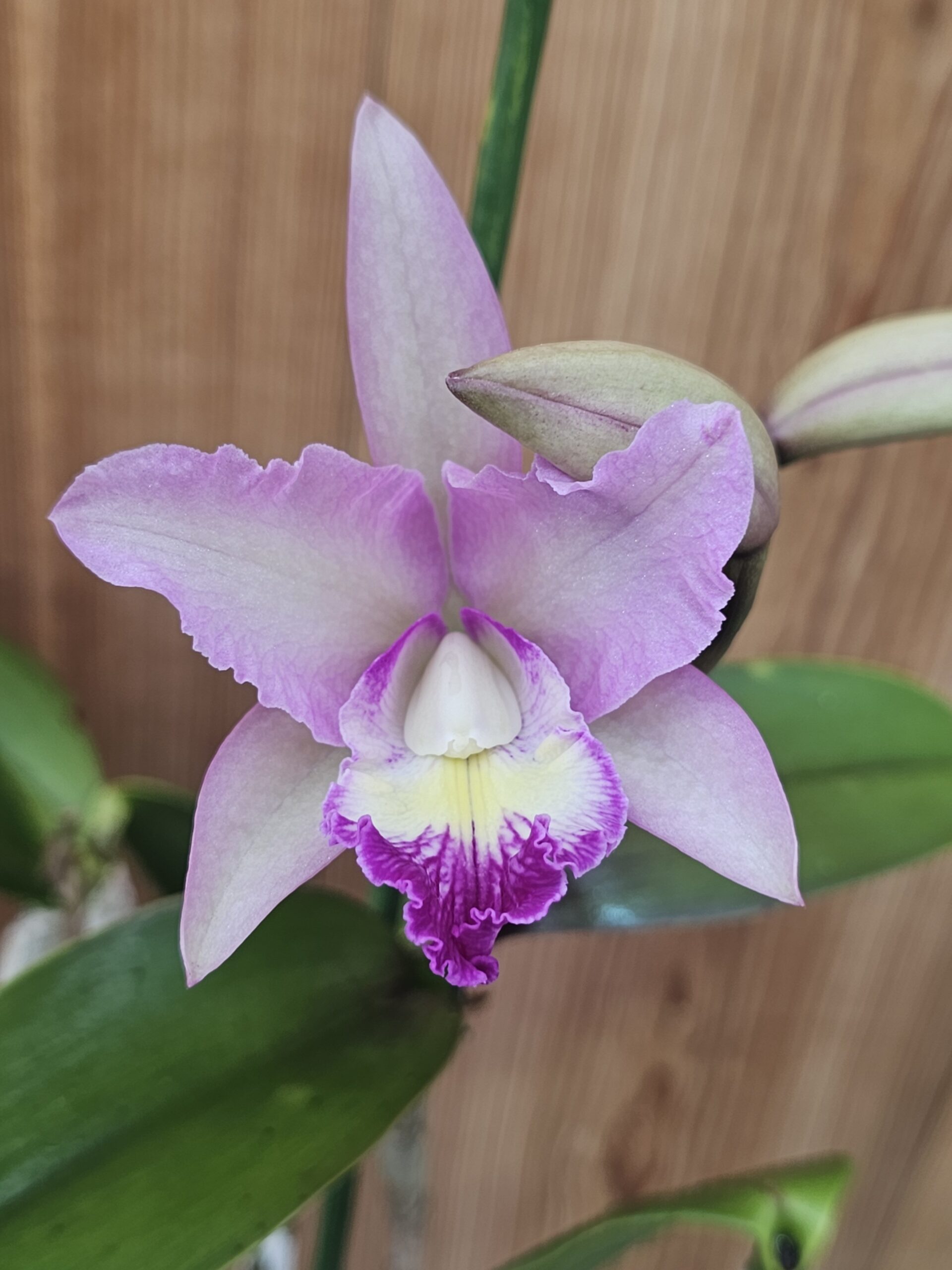 Cattlianthe Wendlandiana - Image 4