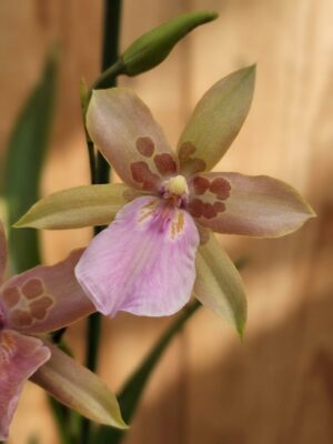 Miltonia Graciosa em floração exótica com pétalas delicadas e perfume suave